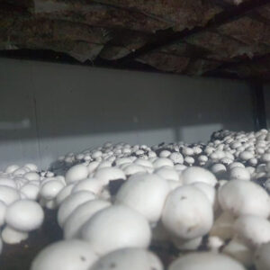 Button mushrooms
